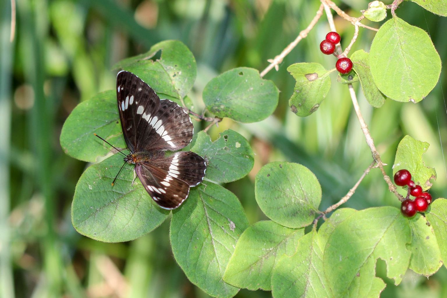 Limenitis camilla (Petit sylvain) Limenitis camilla (Petit sylvain)