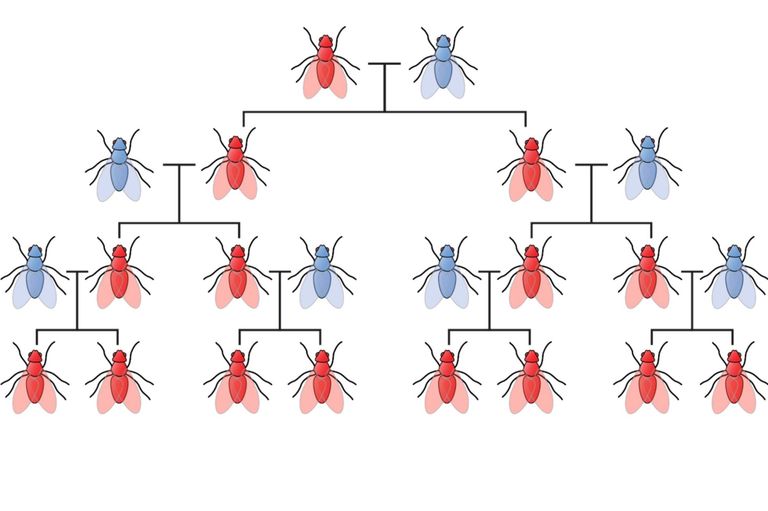 Gene Drive Gene Drive