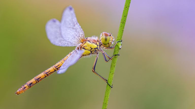 Grosse Heidelibelle Grosse Heidelibelle