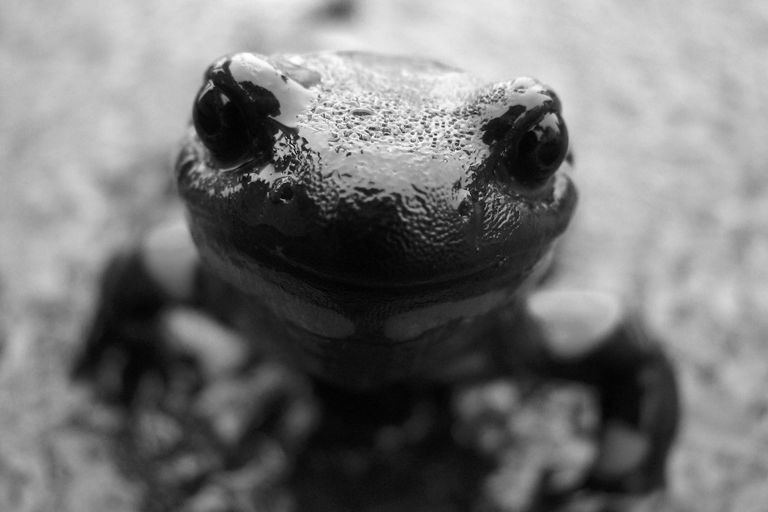 Tiere (Symbolbild) Tiere (Symbolbild)