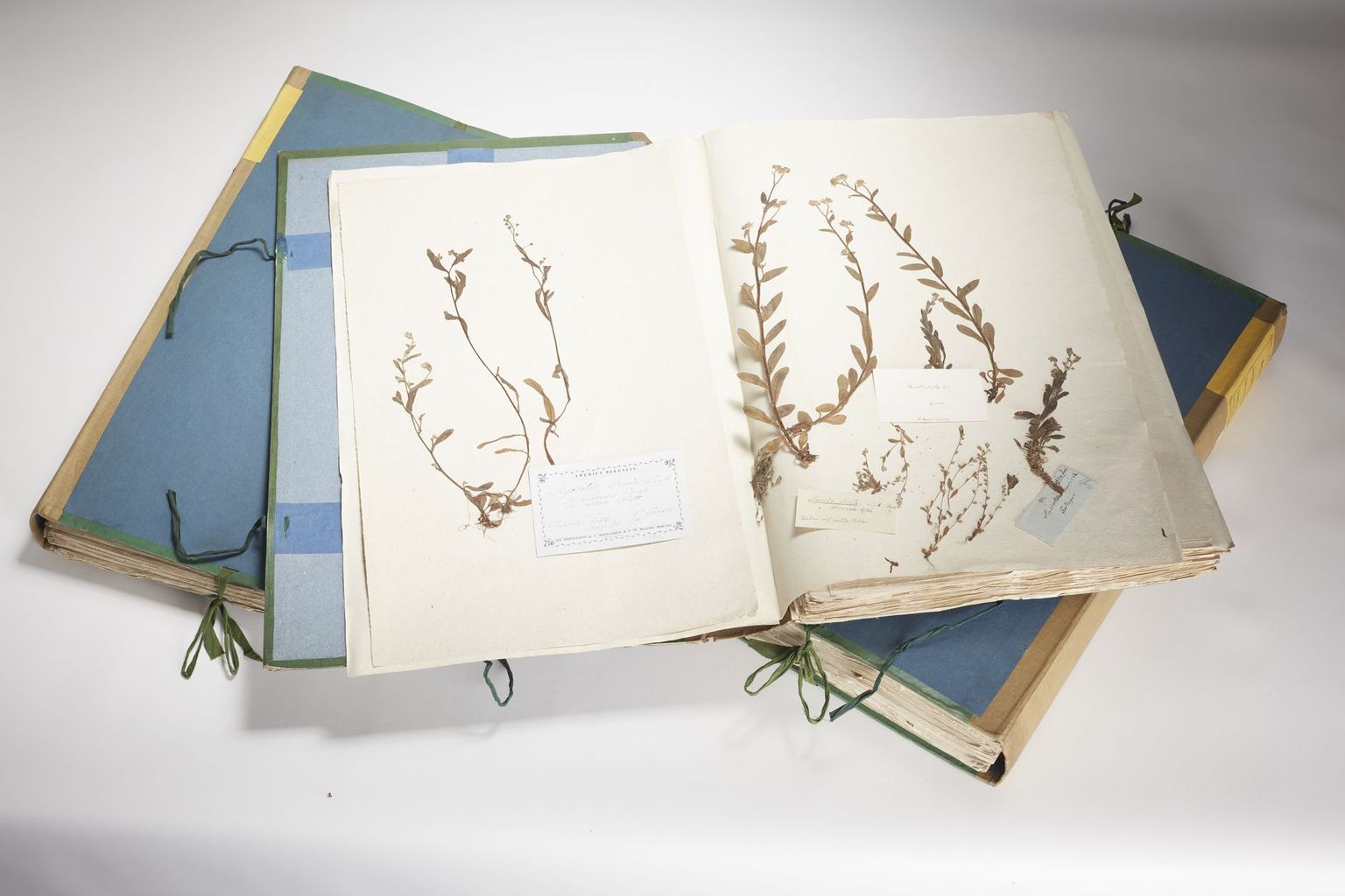 'Weltherbar' by Conrad Rehsteiner (1797-1858) 'Weltherbar' by Conrad Rehsteiner (1797-1858)