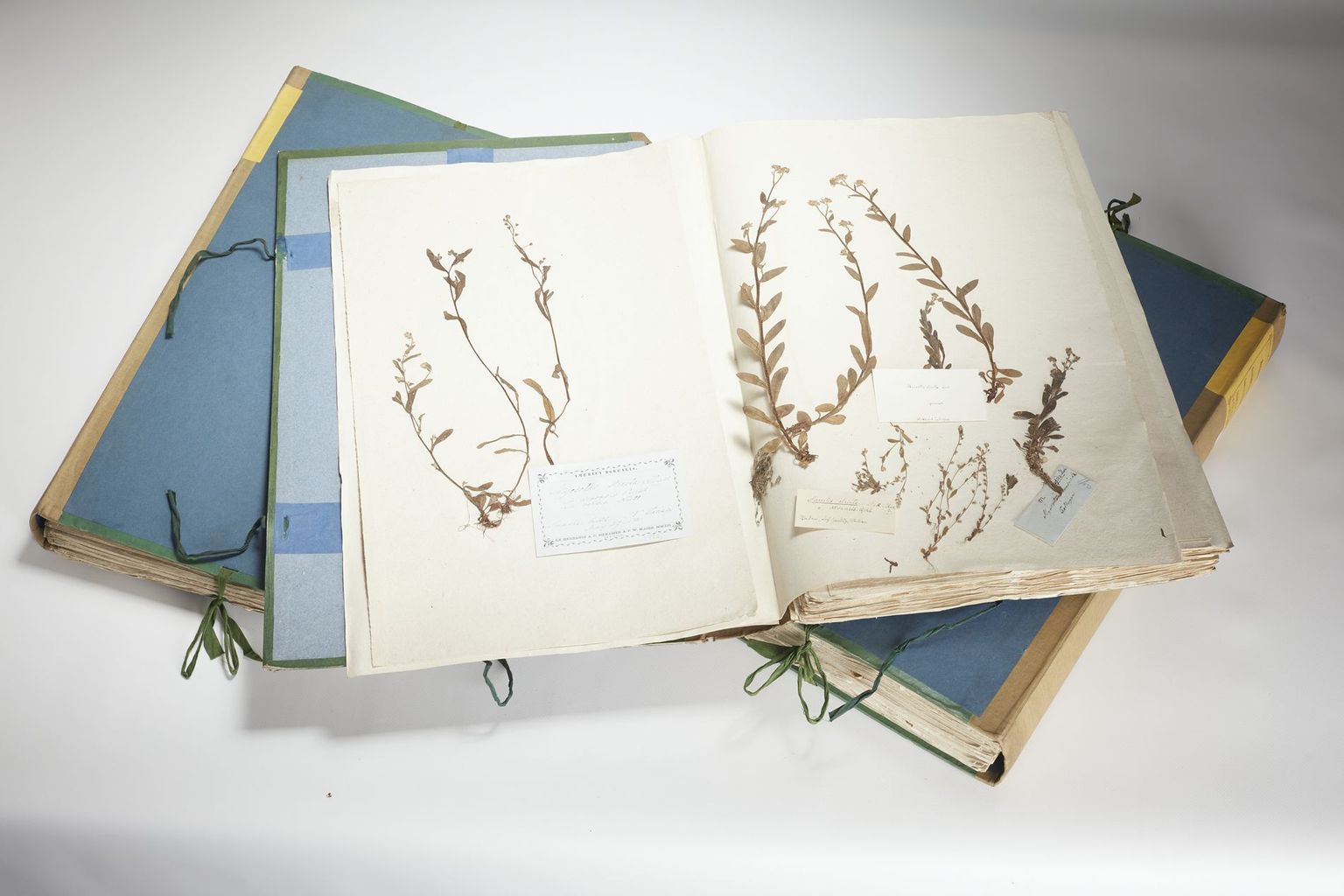 Weltherbar von Conrad Rehsteiner (1797-1858) Weltherbar von Conrad Rehsteiner (1797-1858)