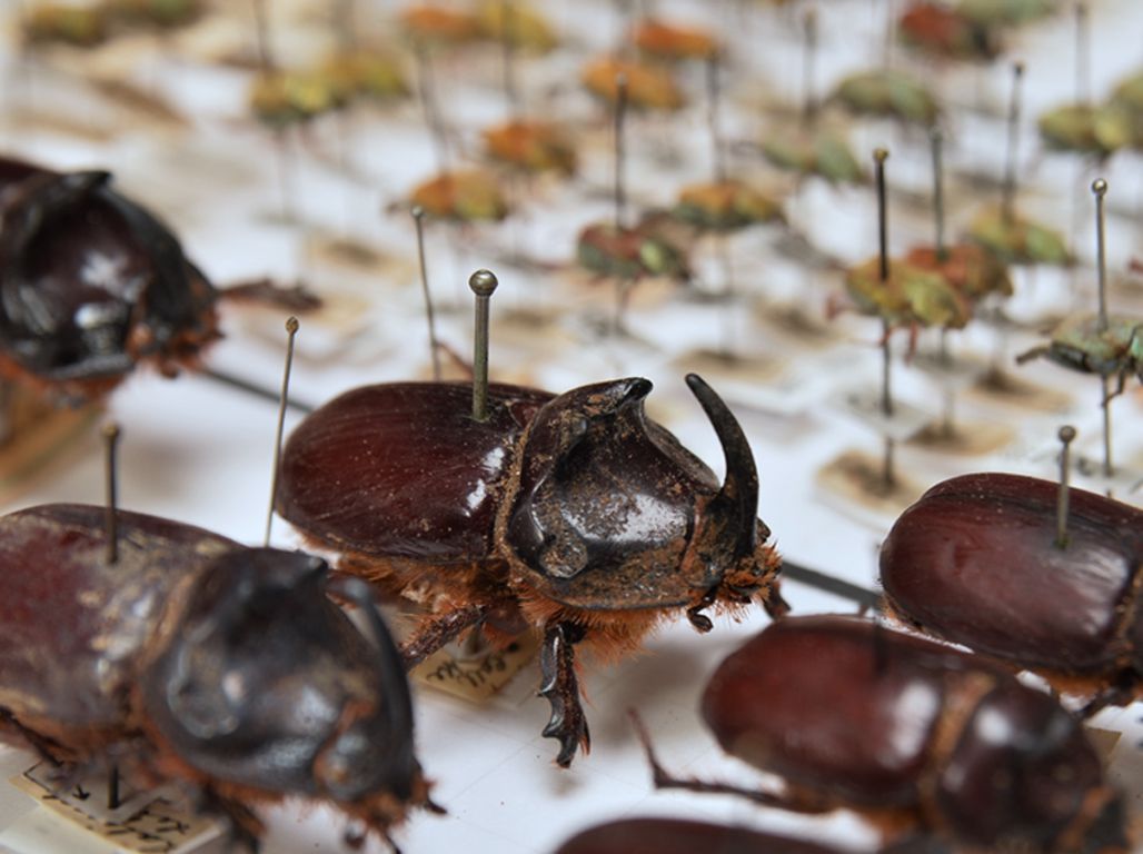Vertreter aus Käfersammlungen Vertreter aus Käfersammlungen