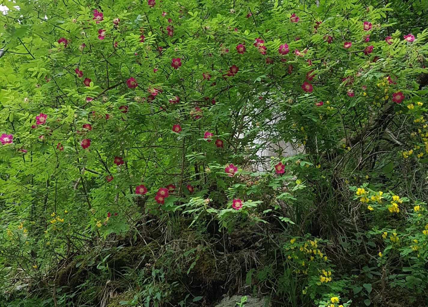 Barbara Meyer. Chäppeli, Lungern Barbara Meyer. Chäppeli, Lungern