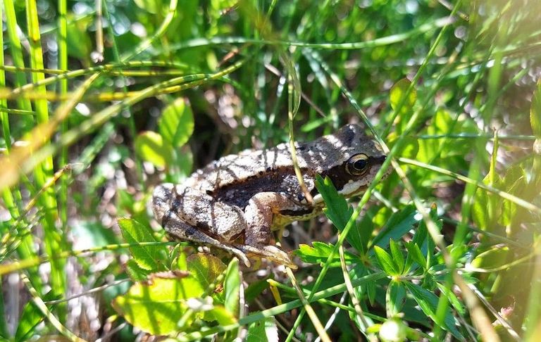 Grasfrosch Grasfrosch