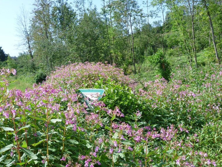 Impatiens grandulifera Impatiens grandulifera