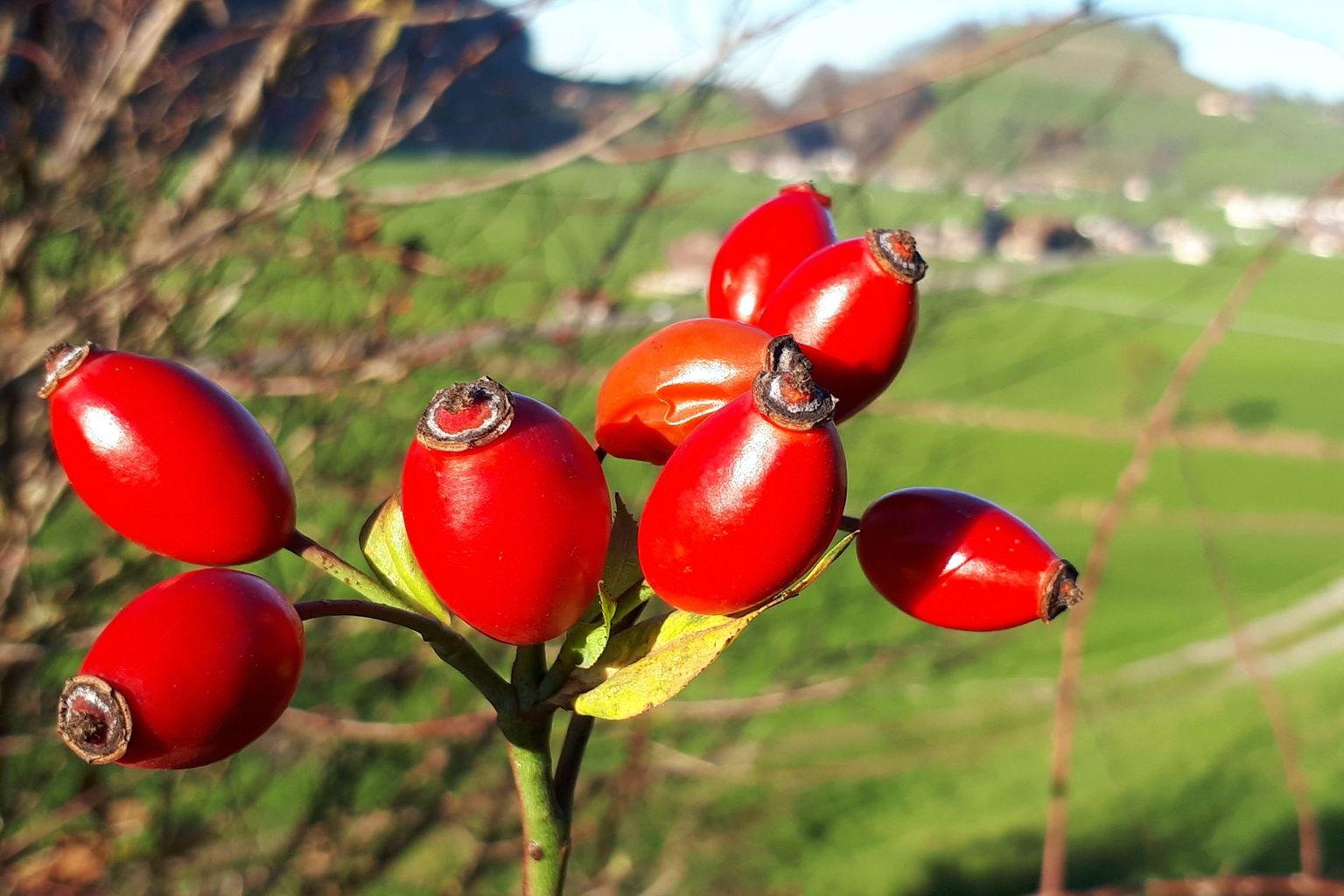 Christoph Hochstrasser. Wilti, Ennetmoos Christoph Hochstrasser. Wilti, Ennetmoos