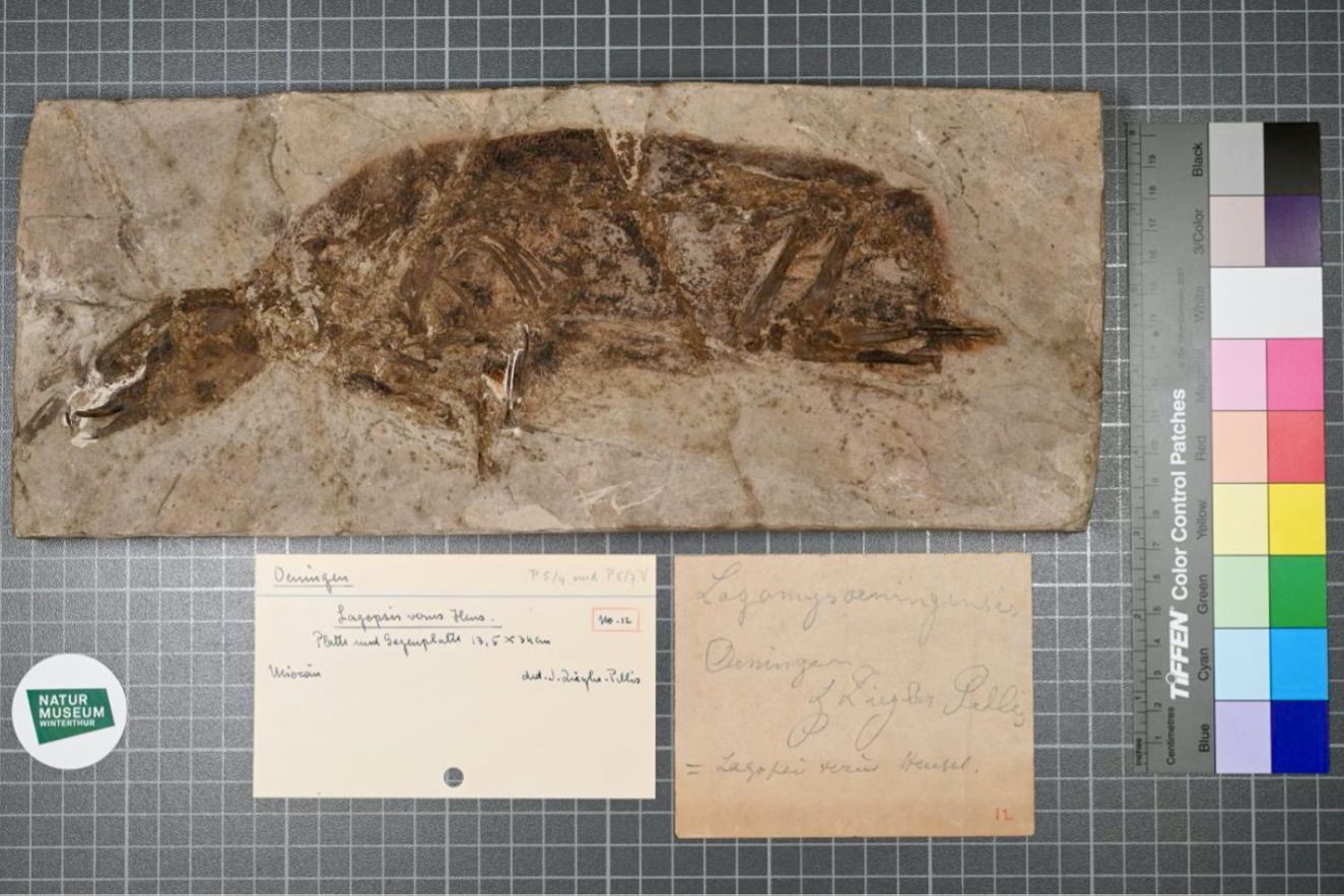 Digitalisierung einer Platte mit versteinertem Pfeifhasen Digitalisierung einer Platte mit versteinertem Pfeifhasen