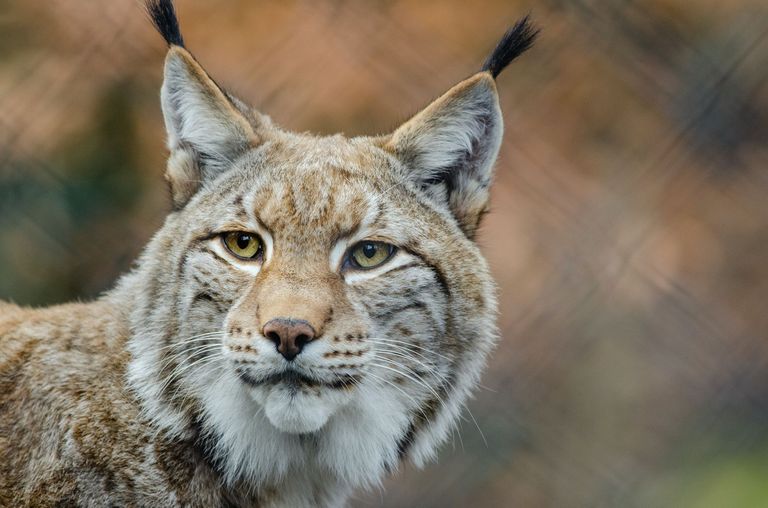 Luchs Luchs