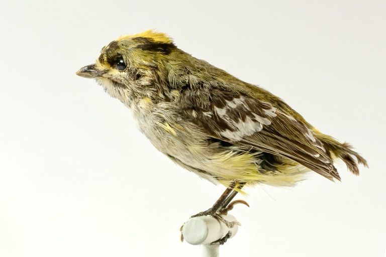 Das ist ein Vogel Das ist ein Vogel