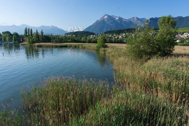 Gwattlischenmoos-Niesen Gwattlischenmoos-Niesen