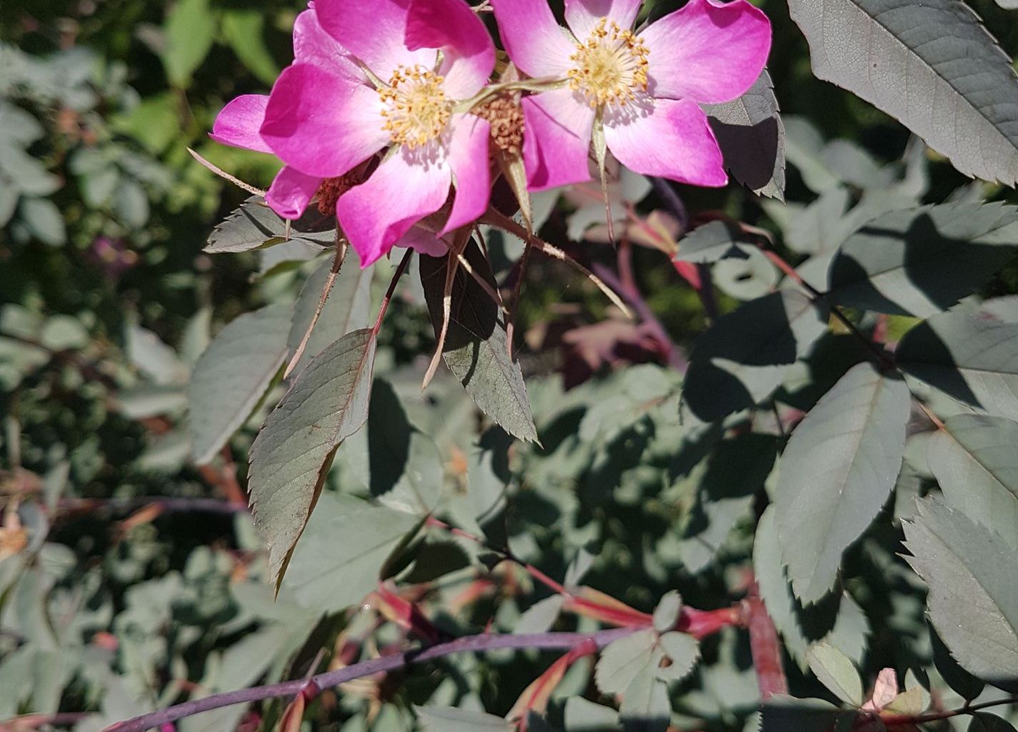 Juliane Husistein. Aawasser, Oberdorf Juliane Husistein. Aawasser, Oberdorf