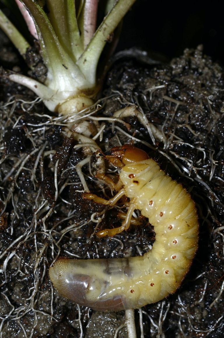 Maiswurzelbohrer Maiswurzelbohrer