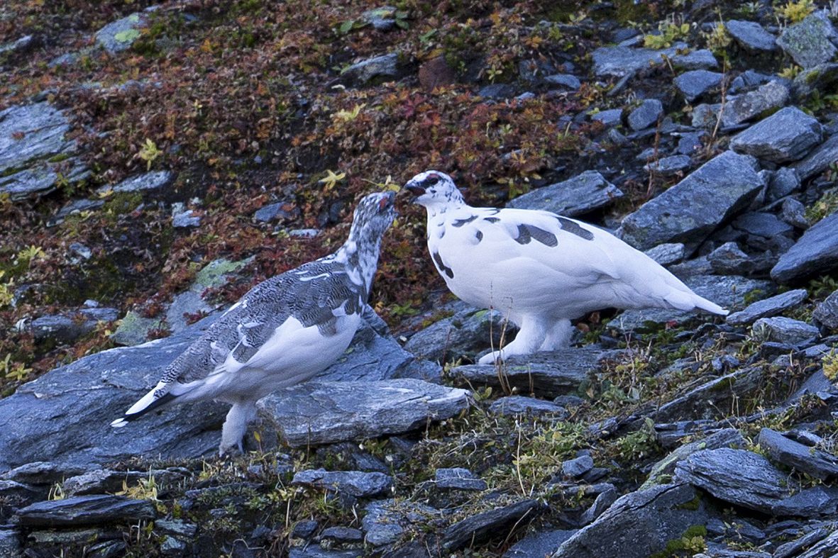 Climate change undermines the rock ptarmigan’s camouflage Climate change undermines the rock ptarmigan’s camouflage