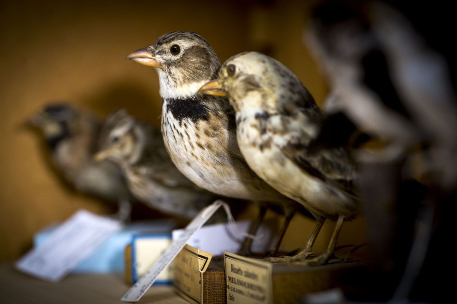 Vögel aus dem MHNG in Genf Vögel aus dem MHNG in Genf