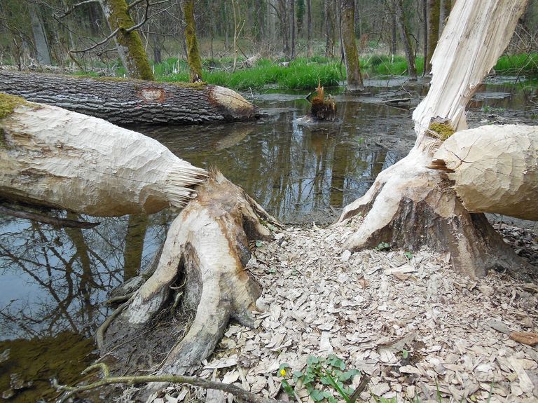 Bibersee bei Marthalen ZH Bibersee bei Marthalen ZH