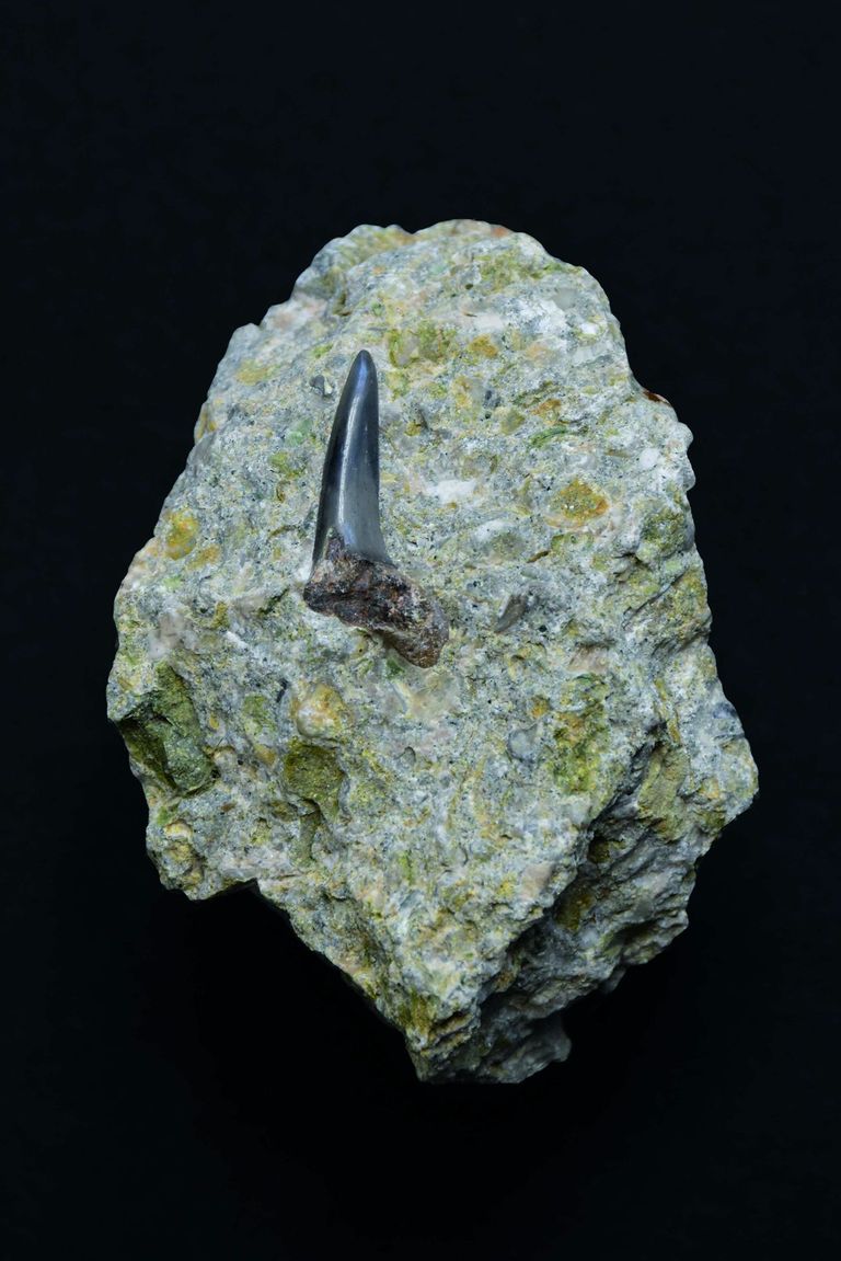 Hai im Stef Hai im Stef