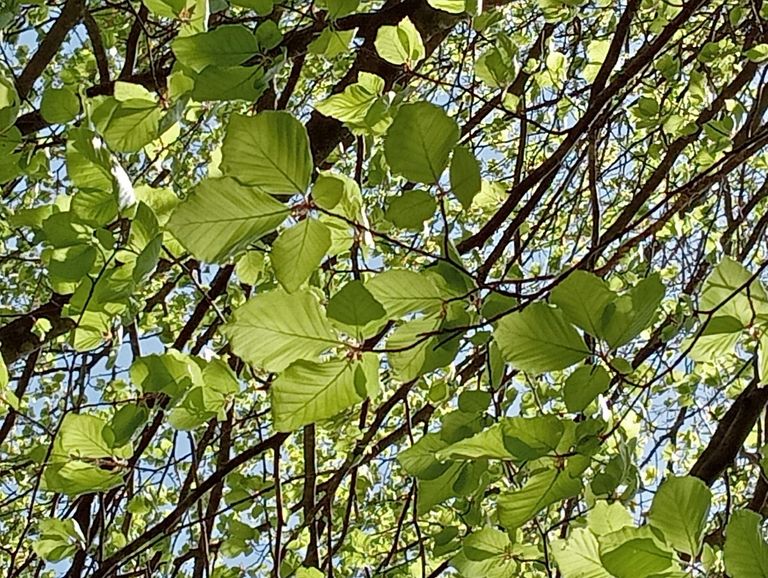 Buchenblätter Buchenblätter