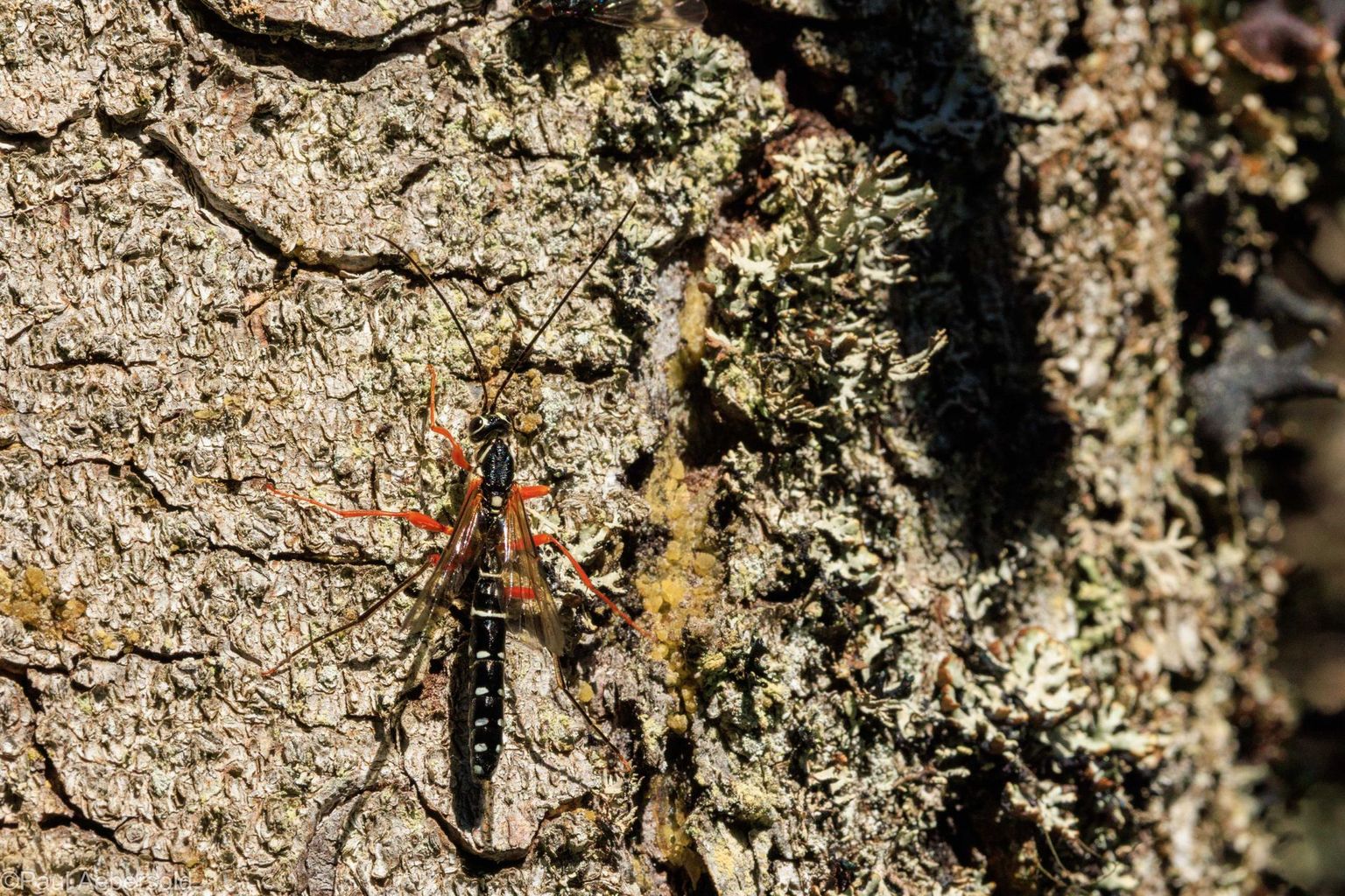 Spechte im Gurnigelwald, Bild 09 Spechte im Gurnigelwald, Bild 09