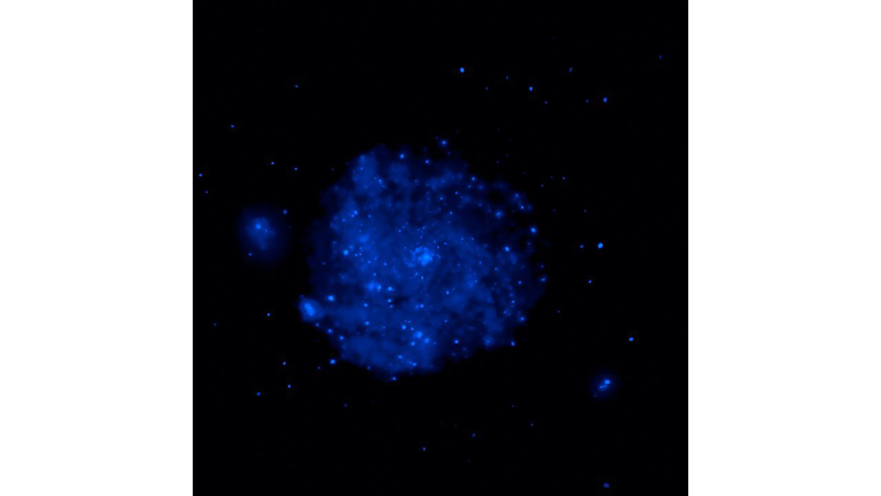 La vista del telescopio Hubble della luce visibile di M101 è rappresentata in verde. Questa luce proviene principalmente dalle stelle. La vista del telescopio Hubble della luce visibile di M101 è rappresentata in verde. Questa luce proviene principalmente dalle stelle.