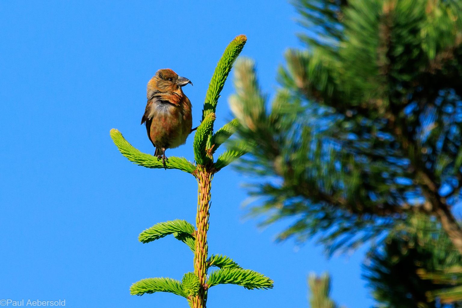 Spechte im Gurnigelwald, Bild 04 Spechte im Gurnigelwald, Bild 04