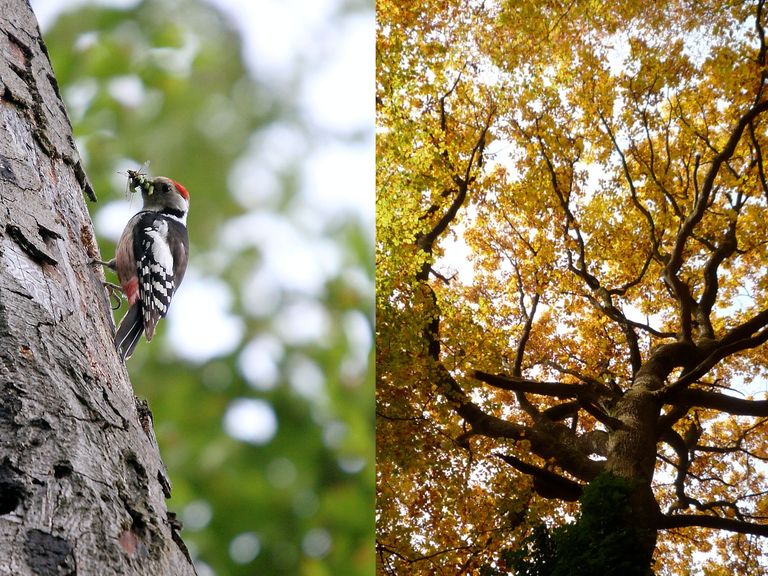 Was liegt da im Wald rum? Was liegt da im Wald rum?