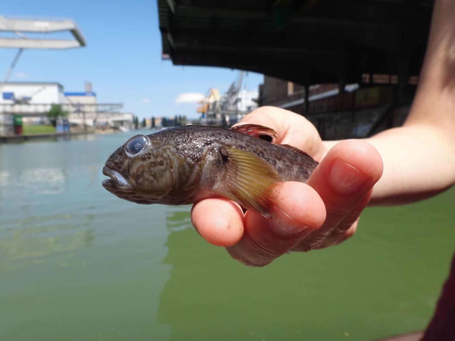 Schwarzmundgrundel Schwarzmundgrundel