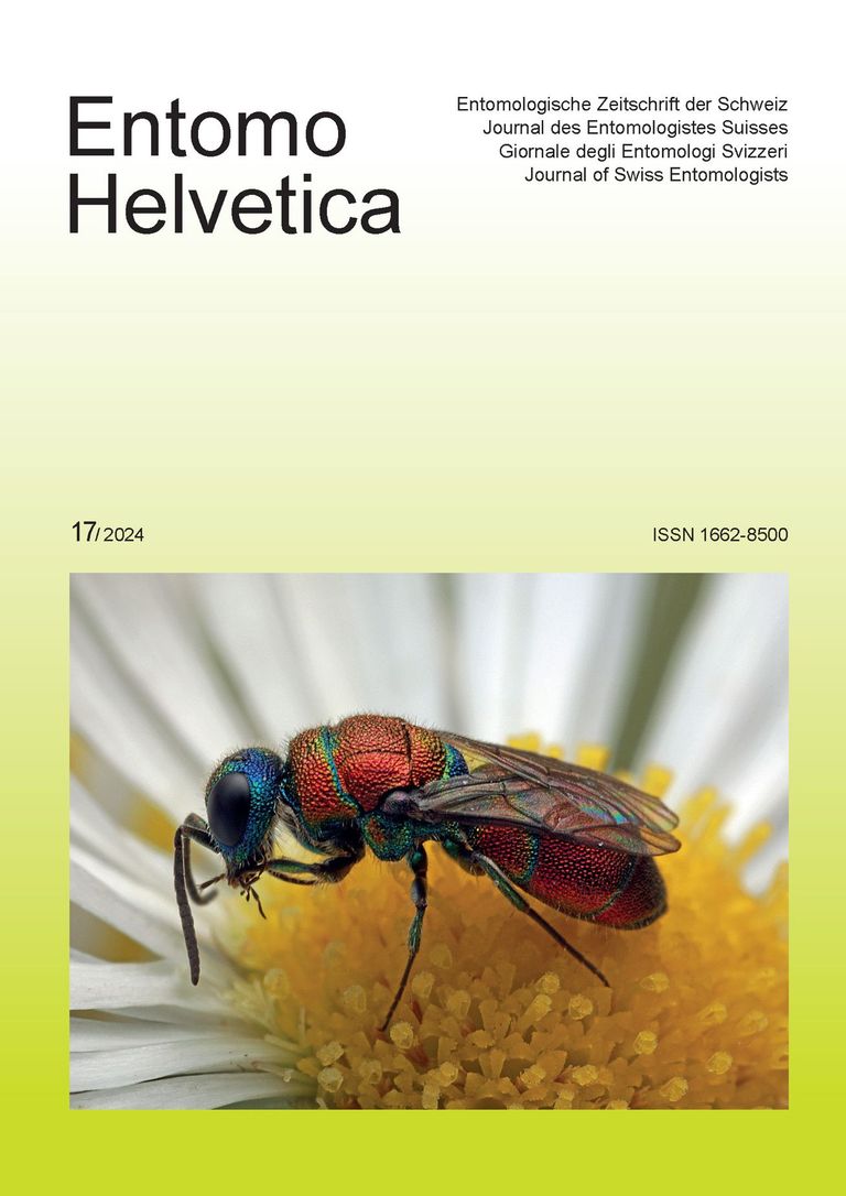 Entomo Helvetica 17 / 2024 - Weibchen der Goldwespe Chrysis cortii bei Neuhausen a. R. (SH) Entomo Helvetica 17 / 2024 - Weibchen der Goldwespe Chrysis cortii bei Neuhausen a. R. (SH)