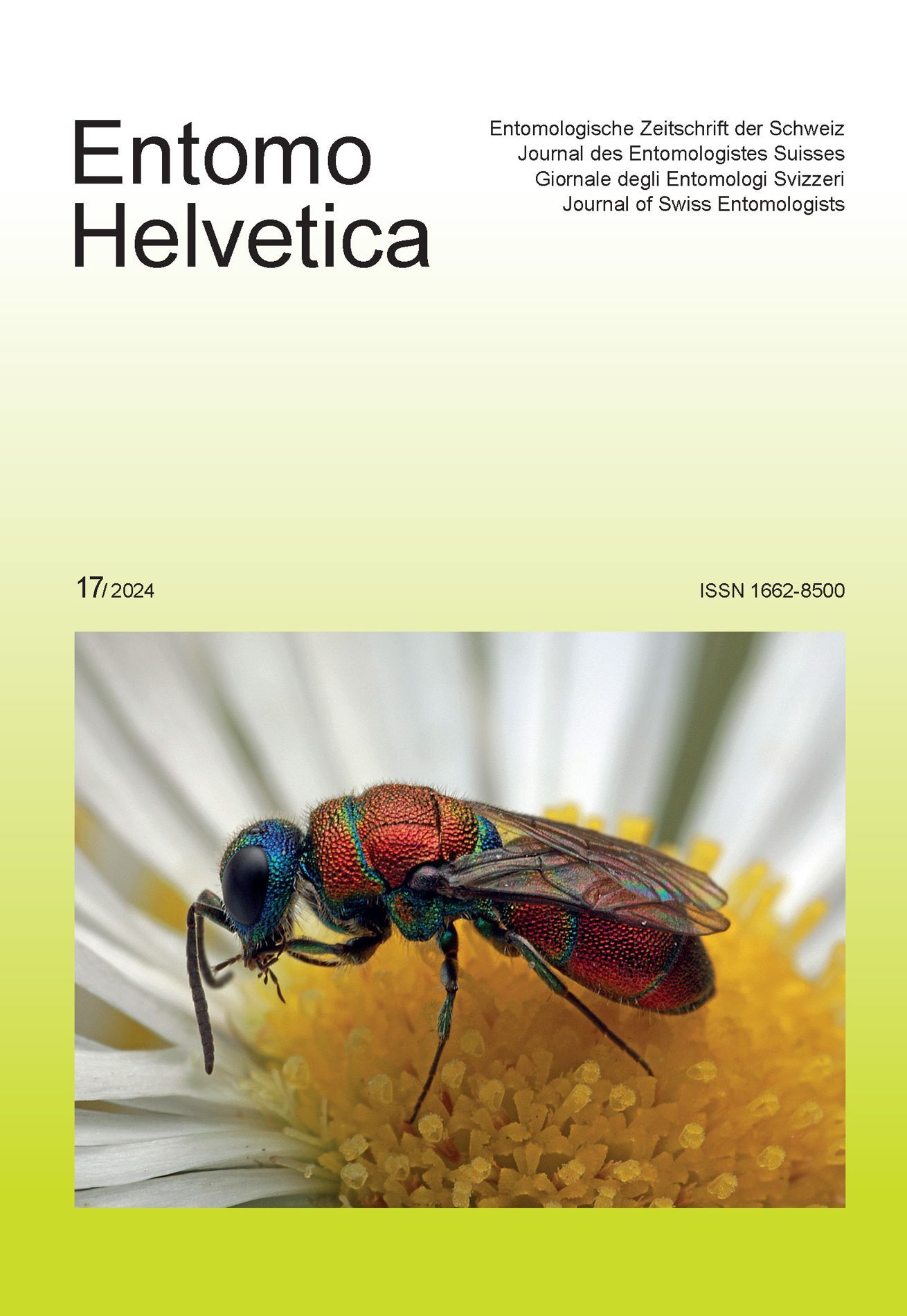 Entomo Helvetica 17 / 2024 - Weibchen der Goldwespe Chrysis cortii bei Neuhausen a. R. (SH) Entomo Helvetica 17 / 2024 - Weibchen der Goldwespe Chrysis cortii bei Neuhausen a. R. (SH)