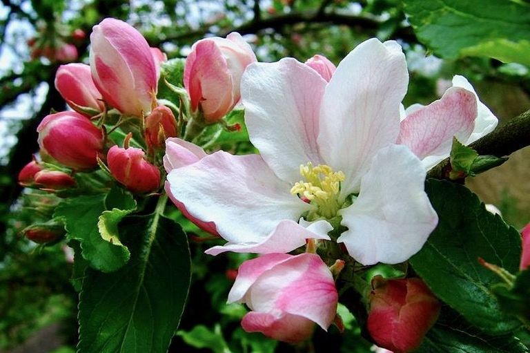 Apfelblüten Apfelblüten