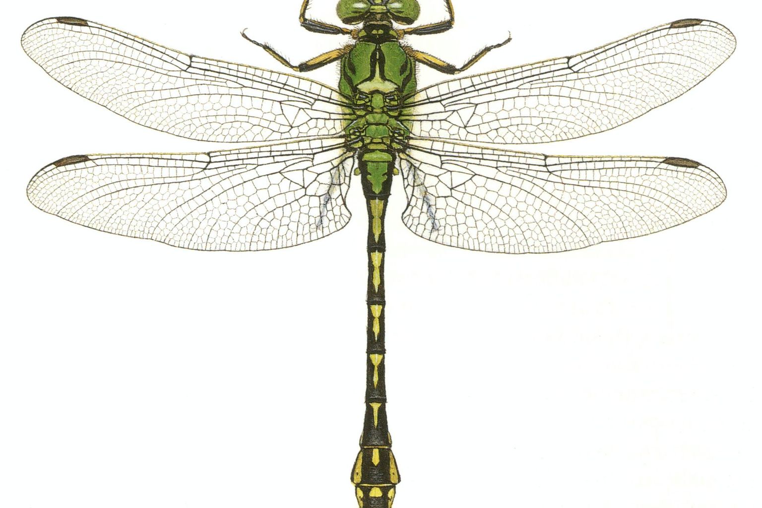 Grüne Keiljungfer (Ophiogomphus cecilia) - Libellenstudien von Paul-André Robert (1901–1977) - Würdigung des Künstlers in Fauna Helvetica, Band 12 (2005) Grüne Keiljungfer (Ophiogomphus cecilia) - Libellenstudien von Paul-André Robert (1901–1977) - Würdigung des Künstlers in Fauna Helvetica, Band 12 (2005)
