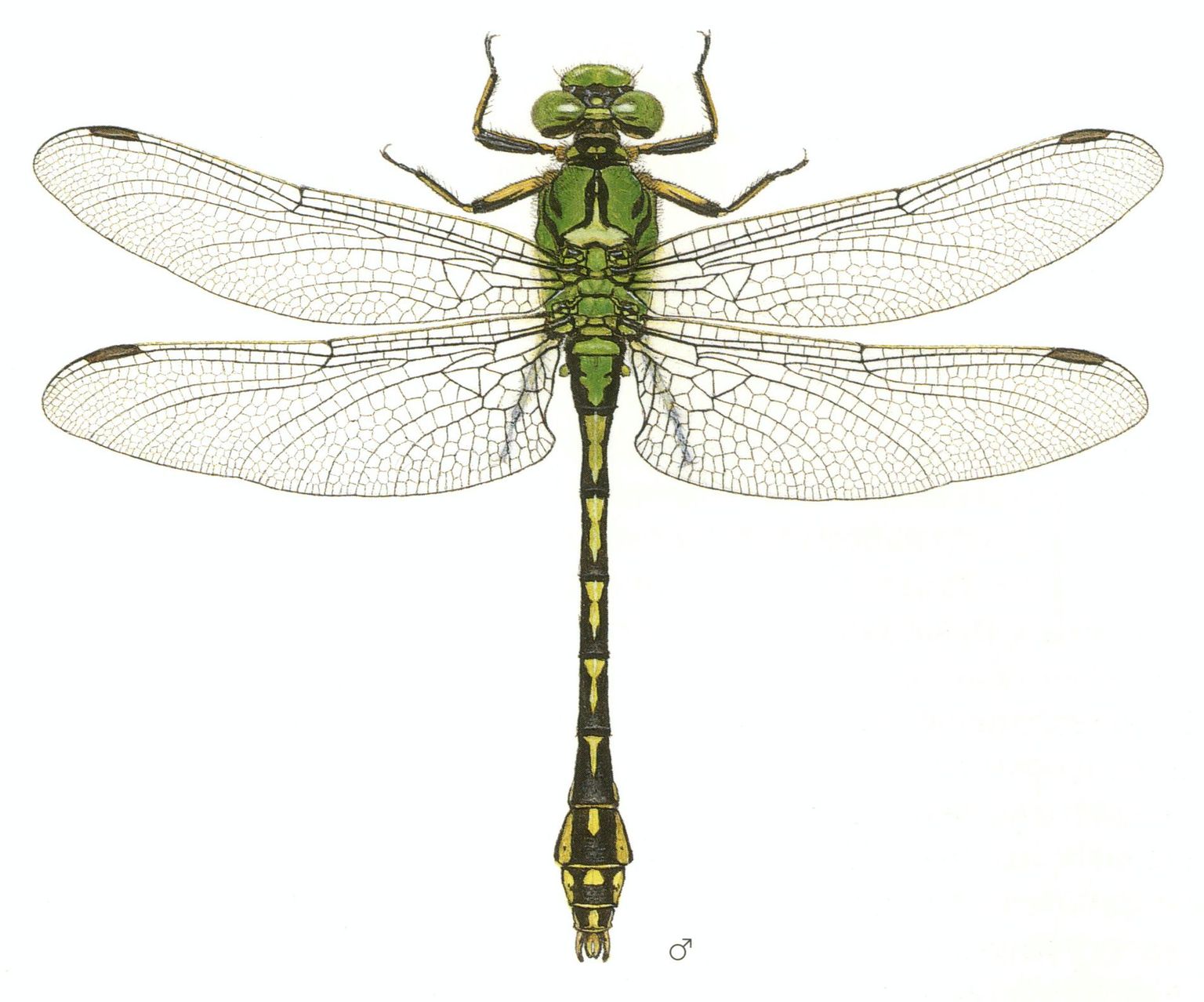 Grüne Keiljungfer (Ophiogomphus cecilia) - Libellenstudien von Paul-André Robert (1901–1977) - Würdigung des Künstlers in Fauna Helvetica, Band 12 (2005) Grüne Keiljungfer (Ophiogomphus cecilia) - Libellenstudien von Paul-André Robert (1901–1977) - Würdigung des Künstlers in Fauna Helvetica, Band 12 (2005)