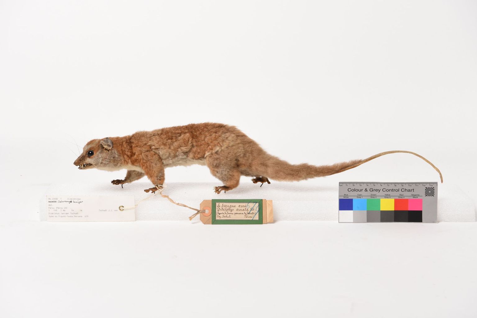 Holotype de l’espèce Caluromys lanatus (Olfers, 1818). Crédit photo : MHNN. Holotype de l’espèce Caluromys lanatus (Olfers, 1818). Crédit photo : MHNN.