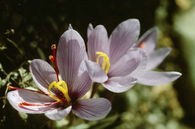 Crocus sativus Crocus sativus