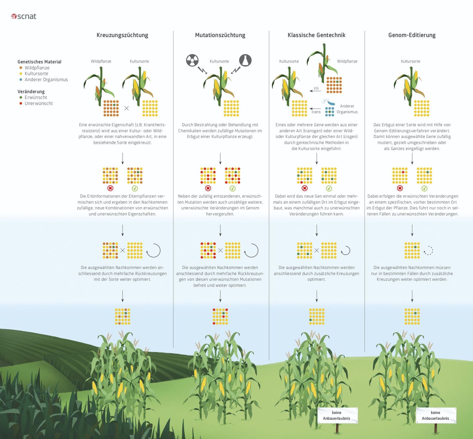 Infografik Pflanzenzüchtung Infografik Pflanzenzüchtung