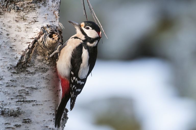Birds in forest flooding plain Birds in forest flooding plain