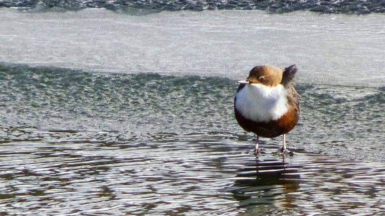 Wasseramsel Wasseramsel