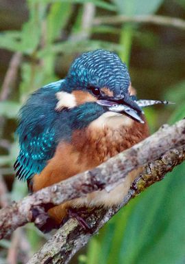 Eisvogel mit Beute auf einer Sitzwarte Eisvogel mit Beute auf einer Sitzwarte