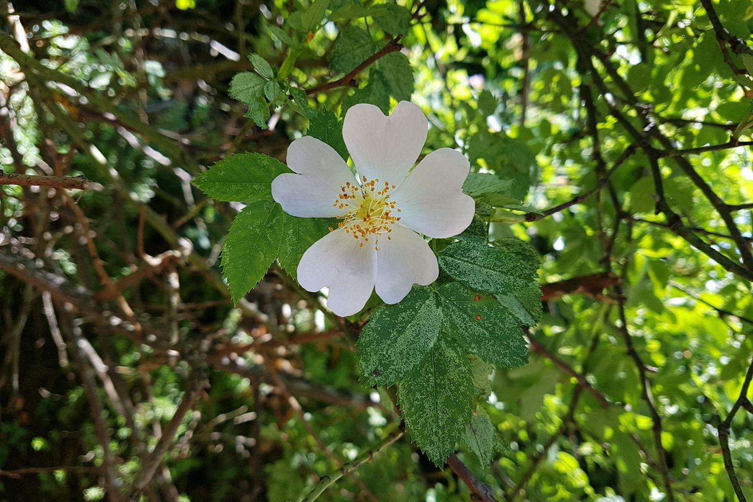 Yvonne Good. Landi, Stansstad Yvonne Good. Landi, Stansstad