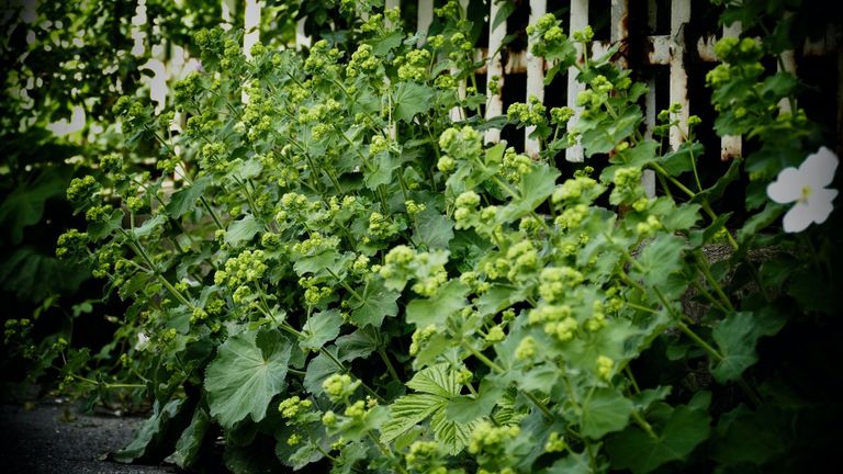 Floreninventar Floreninventar