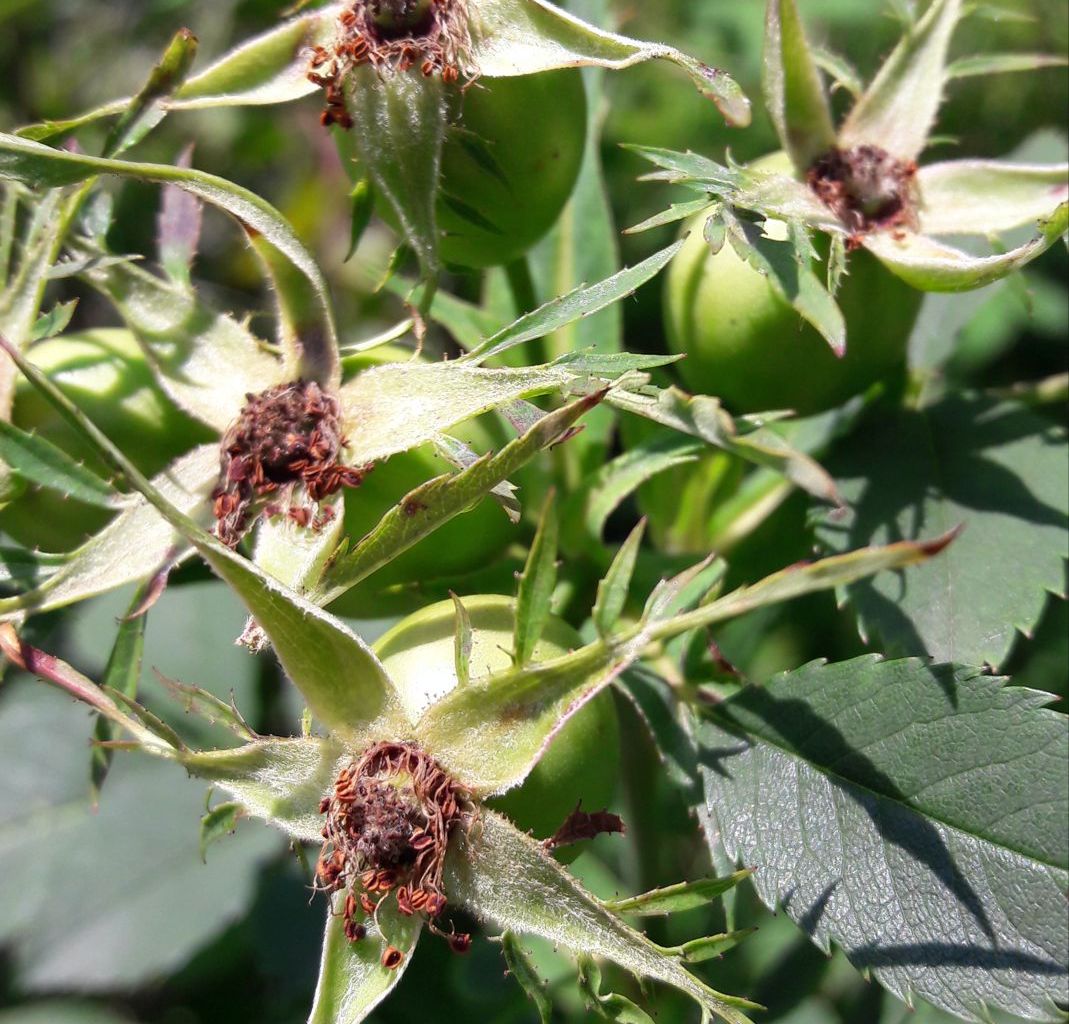 Andreas Traber. Chäppeli, Lungern Andreas Traber. Chäppeli, Lungern
