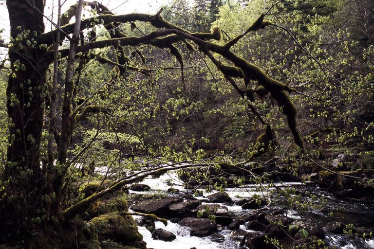 érable ruisseau érable ruisseau