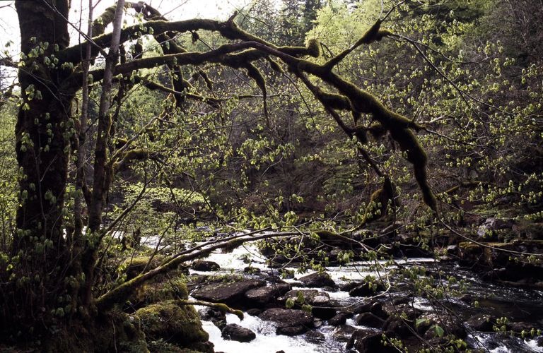 érable ruisseau érable ruisseau