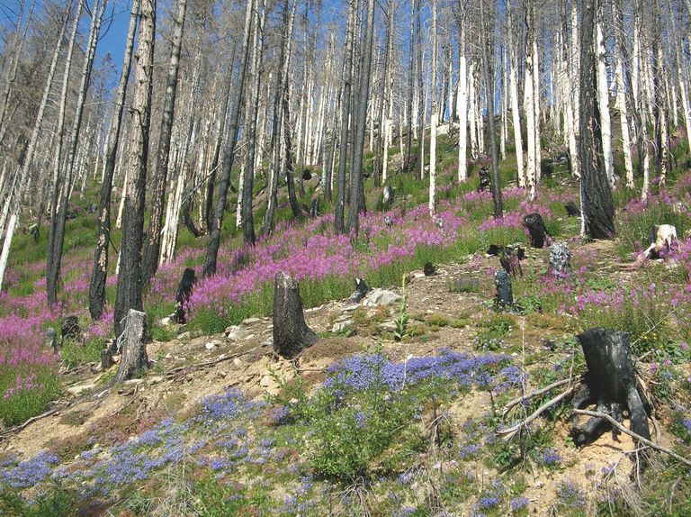 Waldbrandgebiet Leuk Waldbrandgebiet Leuk