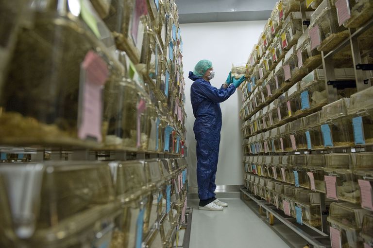 Die Versuchstiere werden in einem Tierstall gehalten Die Versuchstiere werden in einem Tierstall gehalten