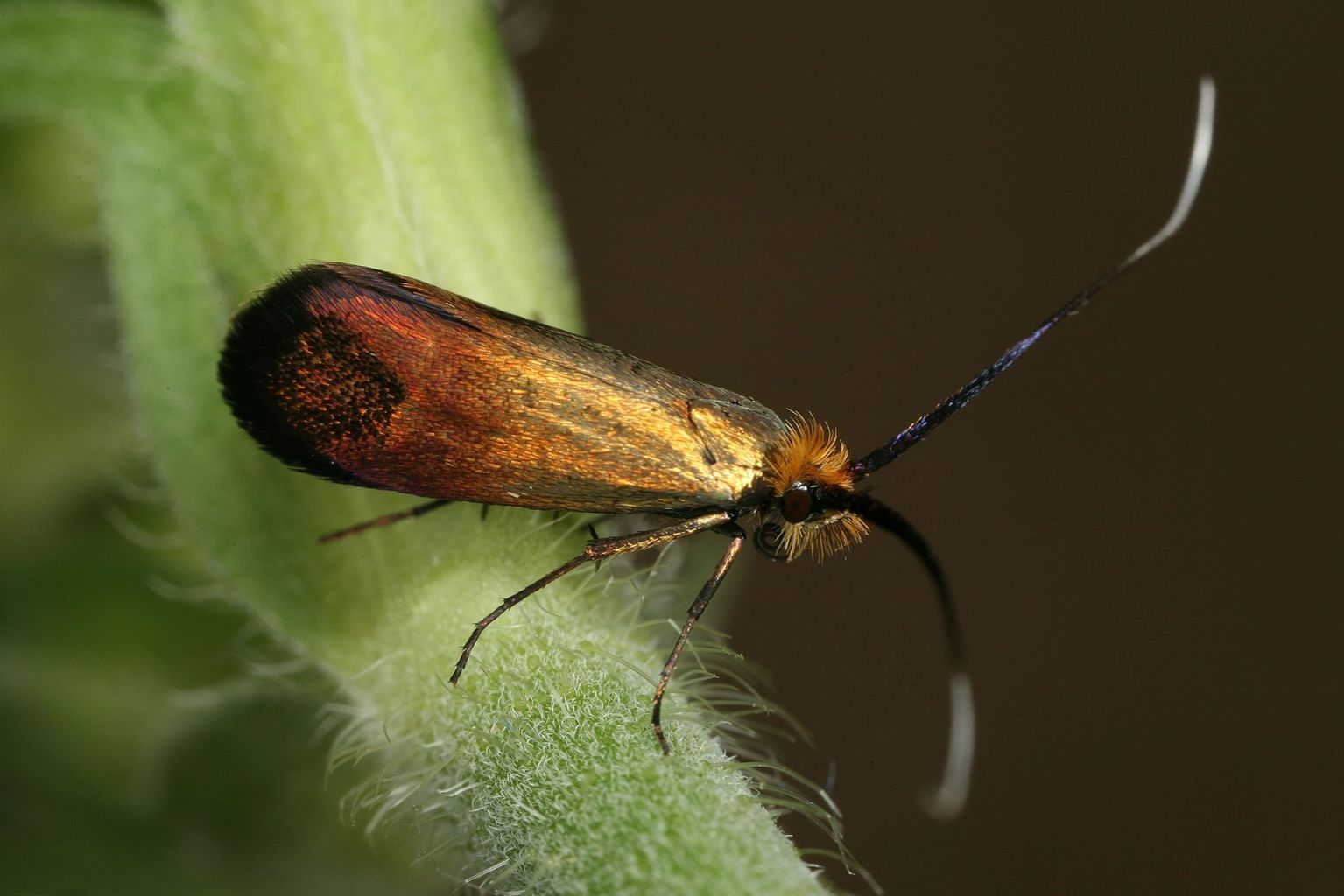 Weibchen von Nemophora cupriacella. Es ist die einzige sich parthenogenetisch fortpflanzende Adeliden-Art Europas. (Bild Rudolf Bryner) Weibchen von Nemophora cupriacella. Es ist die einzige sich parthenogenetisch fortpflanzende Adeliden-Art Europas. (Bild Rudolf Bryner)