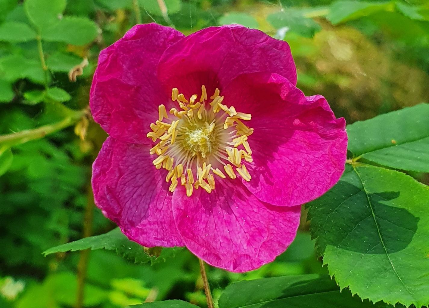 Romy Camenzind. Talstation Fürenalpbahn, Engelberg Romy Camenzind. Talstation Fürenalpbahn, Engelberg