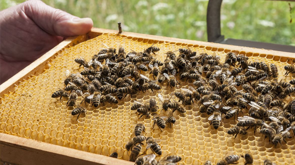 Bienen Bienen