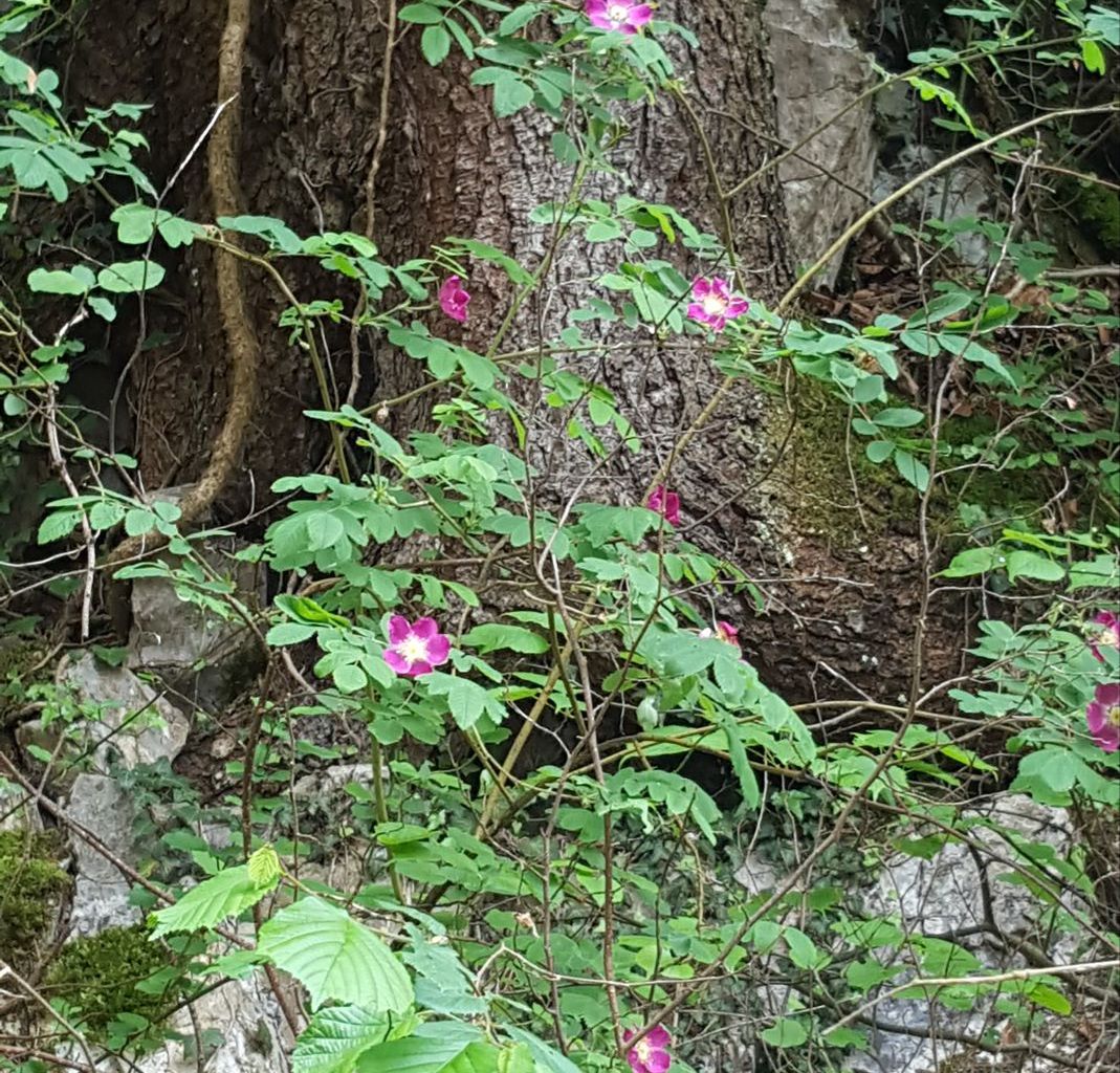 Maria Ettlin. Wichelsee, Kägiswil Maria Ettlin. Wichelsee, Kägiswil