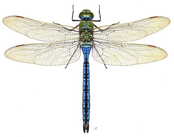 Grosse Königslibelle (Anax imperator) - Libellenstudien von Paul-André Robert (1901–1977) - Würdigung des Künstlers in Fauna Helvetica, Band 12 (2005) Grosse Königslibelle (Anax imperator) - Libellenstudien von Paul-André Robert (1901–1977) - Würdigung des Künstlers in Fauna Helvetica, Band 12 (2005)